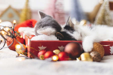 Adorable two kittens sleeping on santa hat with red and gold baubles in festive box with warm...