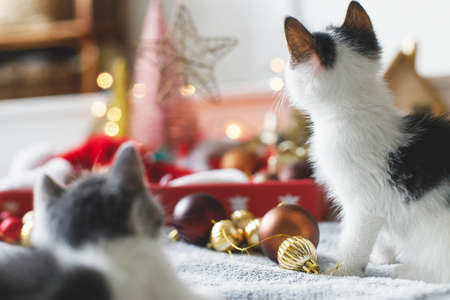 Adorable two kittens playing with christmas star, tree decorations, red and gold ornaments and warm illumination lights. Cozy winter moments. Happy Holidays!の写真素材