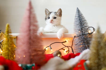 Cute funny kitten playing with christmas tree decorations, red and gold ornaments and warm...