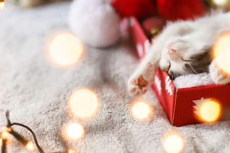 Merry Christmas! Cute kitten sleeping on cozy santa hat with red and gold ornaments in warm illumination lights in festive box. Atmospheric winter momentsの写真素材