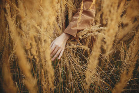 Stylish boho woman holding hand on grass and herbs in autumn field in warm sunset. Young fashionable female walking among yellow wild grass, crop view. Carefree authentic momentの写真素材