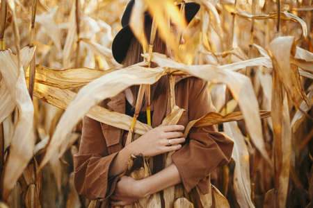 Young fashionable woman hugging corn maize stems in warm sunset light. Stylish female posing in autumn corn field. Romantic sensual moment, creative photoの写真素材