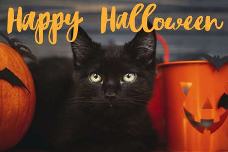 Happy Halloween text on black evil cat and pumpkin with bats on dark wooden background, celebrating...