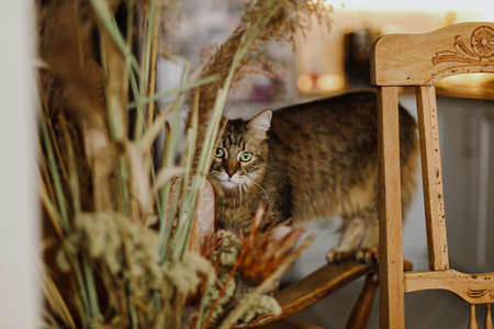Cute tabby cat playing on rustic wooden chair at big dried grass and herbs on background of modern...