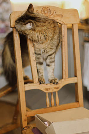 Cute tabby cat playing on rustic wooden chair on background of modern kitchen. Adorable Maine coon relaxing on retro chair in homeの写真素材
