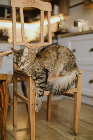 Cute tabby cat sitting on rustic wooden chair on background of modern kitchen. Adorable Maine coon sleeping and relaxing on retro chair in homeの写真素材
