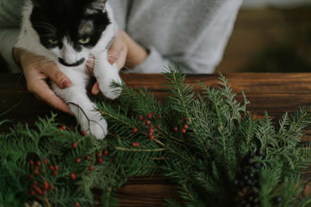 Cute cat helping young woman making rustic christmas wreath, holding red berries and green branches with little paws. Sweet authentic home moments, pet and holidaysの写真素材