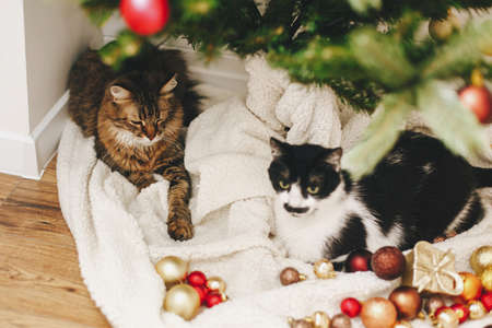 Adorable two cats sitting under christmas tree on soft blanket with red and gold baubles. Cute Maine...