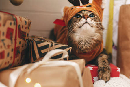 Merry Christmas! Sweet tabby cat in cute reindeer costume sitting on stylish present boxes under...