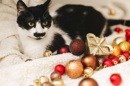Adorable cat sitting under christmas tree on soft blanket with red and gold baubles. Cute black and...