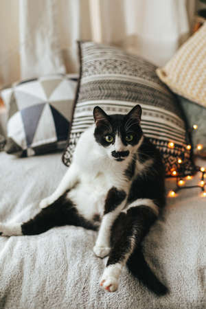 Cute cat sitting on soft bed with pillows in funny position and emotions. Adorable black and white curious cat relaxing on cozy blanket in festive roomの写真素材