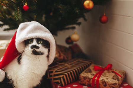 Adorable cat in santa hat and with funny emotions sitting at wrapped gift boxes under christmas tree. Cute black and white santa kitty relaxing in festive room. Merry Christmas! Copy spaceの写真素材