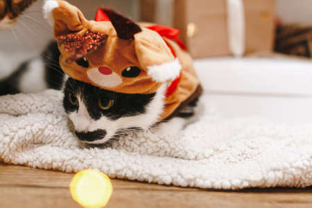 Adorable cat in reindeer costume lying under christmas tree in lights. Cute black and white kitty dressed in festive deer clothes, relaxing on soft blanket in room. Merry Christmas!の写真素材
