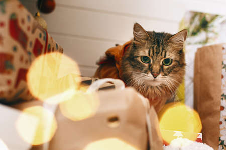 Sweet tabby cat in cute reindeer costume sitting at stylish gift boxes in christmas lights. Maine coon cat dressed in festive deer clothes. Adorable holiday moments, Merry Christmas!の写真素材