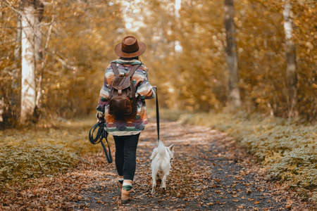 Stylish woman with backpack hiking with adorable white dog in sunny autumn woods. Cute swiss shepherd puppy walking with owner female traveler in autumn forest. Space for textの写真素材