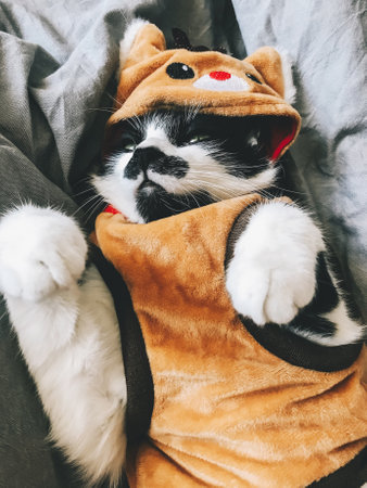Cute cat in christmas reindeer costume relaxing on bed. Black and white cat with funny emotions...
