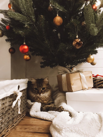 Cute tabby cat sitting with gifts under Christmas tree with red and gold baubles in festive room. Pet and holiday. Merry Christmasの写真素材