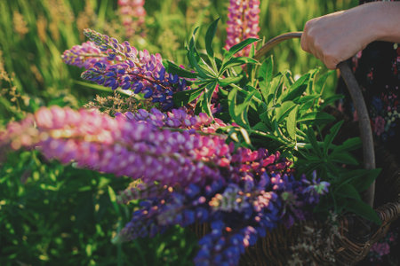 Purple lupine in wicker rustic basket close up in sunny field. Young female in gathering wildflowers in summer countryside at sunset. Tranquil atmospheric momentの写真素材