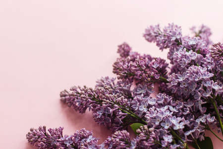 Lilac flowers on pink paper. Floral greeting card with space for text. Purple lilac border top view, stylish beautiful spring image. Happy mothers day and Womens day concept.の写真素材