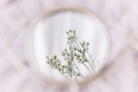 Beautiful manuka flowers reflected in mirror on background of soft fabric. Hello spring and floral scent concept. Happy Womens and mothers day. Mental Health concept. Soft gentle imageの写真素材