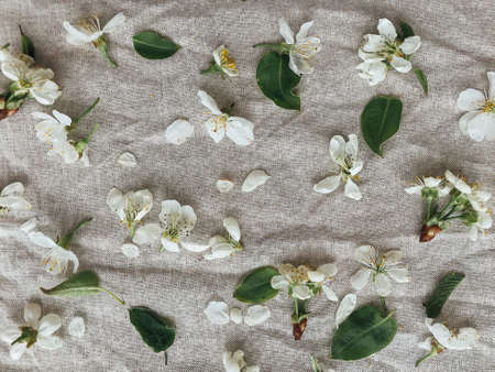 Cherry and apple blossoms, petals and leaves on rustic linen cloth,  top view. Hello spring and Happy Easter! Aesthetic simple image. Spring flowers on linen fabricの写真素材