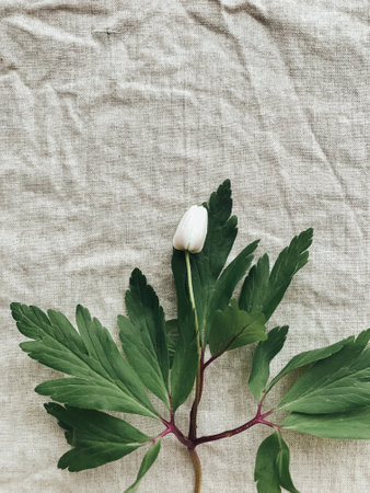 Spring flowers on rustic linen fabric, top view with space for text. Hello spring and Happy Easter! Aesthetic simple image. Anemone flowers, spring blossoms on linen clothの写真素材