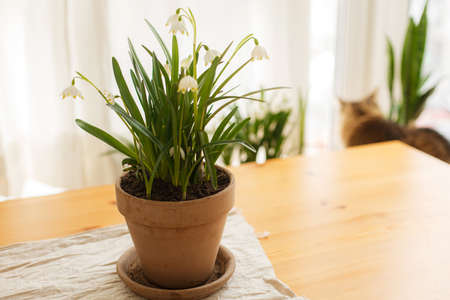 Spring flowers growing in clay pots on rustic wooden table with linen fabric on background of window...