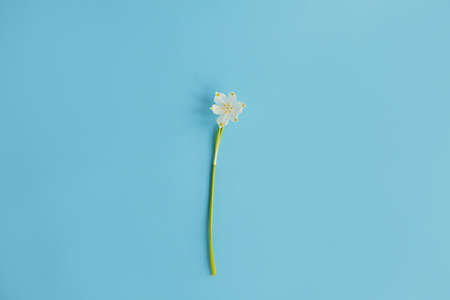 Spring flower on blue paper flat lay. Hello spring. Tender white spring snowflake flower on blue...