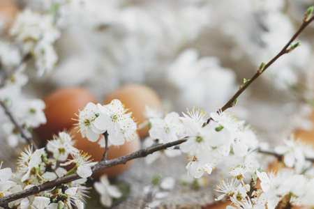 Happy Easter greeting card! Blooming cherry branch close up on rustic background of linen napkin and easter eggs. Selective focus. Space for text. Hello springの写真素材
