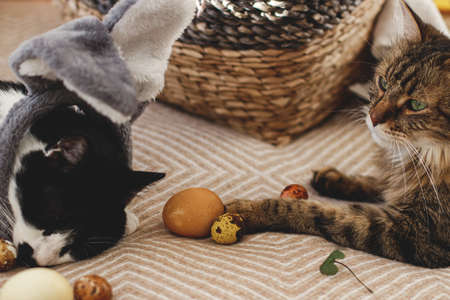 Cute two cats playing with modern pastel easter eggs on cozy yellow blanket at home. Pets holding natural dyed eggs with paw. Happy Easter! Easter hunt conceptの写真素材