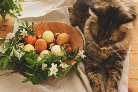 Cute tabby cat sitting at modern pastel easter eggs in wooden bowl with blooming spring flowers on rustic table at home. Pet with natural dyed eggs on table. Happy Easter!の写真素材