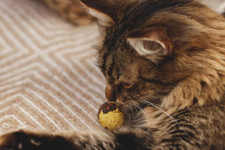 Cute tabby cat smelling modern pastel easter egg on cozy yellow blanket at home. Pet playing with natural dyed eggs. Happy Easter! Easter hunt conceptの写真素材