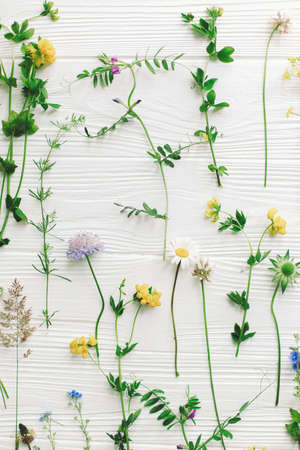 Beautiful wildflowers stems and blooming petals flat lay composition on white wood, floral pattern. Hello Spring and green eco concept. Floral greeting cardの写真素材