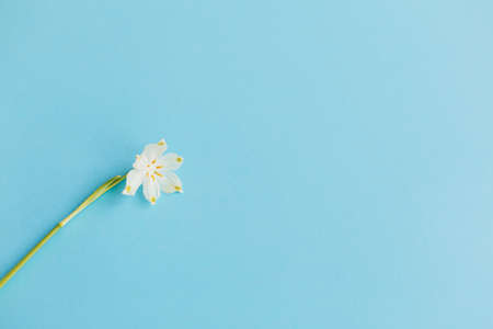 Spring flower on blue paper. Hello spring. Tender white spring snowflake flower on blue background....