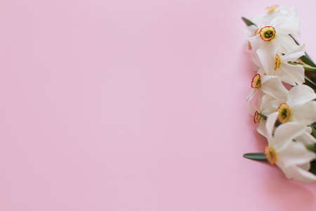 Happy Women's day. Beautiful white daffodils flowers border on stylish pink background,  space for text.  Happy Mothers day. Modern minimal floral greeting card.の写真素材
