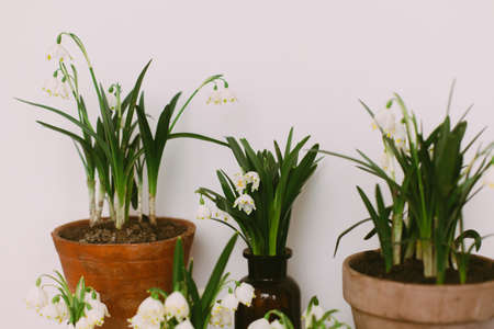 Gardening spring flowers in home. Hello spring concept. Plants in clay pots and white flowers in glass bottles on rustic wood with textile in room. Rural still life. First flowers spring snowflakeの写真素材