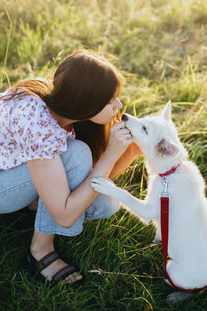 Woman training cute white puppy to behave and caressing him in summer meadow in warm sunset light....