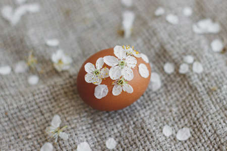 Easter egg decorated with cherry flowers and petals on rustic linen napkin. Creative natural eco friendly decor of eggs with spring bloom. Happy Easter minimalist greeting card with space for textの写真素材