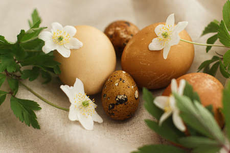 Happy Easter! Modern easter eggs with spring flowers on rustic linen cloth background. Natural dyed...