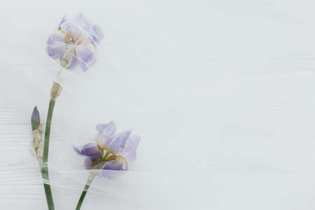 Beautiful tender iris flower under tulle fabric on white wooden background, top view with copy space. Soft floral greeting card. Blue iris flowerの写真素材