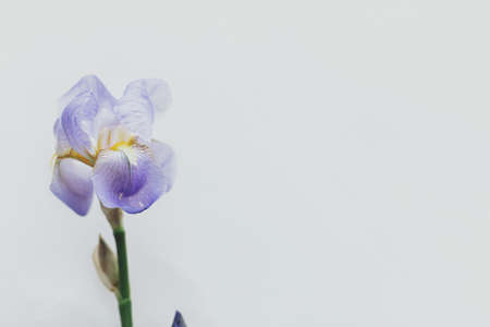 Beautiful blue iris flower on white soft background, top view with copy space. Floral greeting card. Happy Mothers day.の写真素材