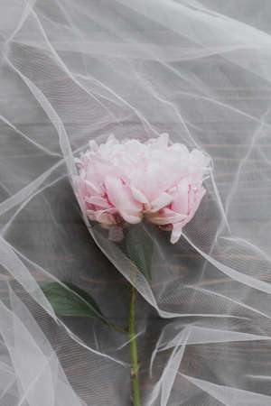 Lovely peony flower under soft tulle fabric on dark wooden background, top view with copy space. Beautiful spring aesthetics. Soft creative floral greeting card. Pink peonyの写真素材