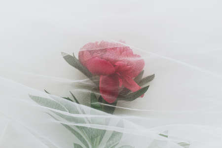 Lovely peony flower under soft tulle fabric on white wooden background, top view with copy space. Beautiful spring aesthetics. Soft creative floral greeting card. Red peonyの写真素材