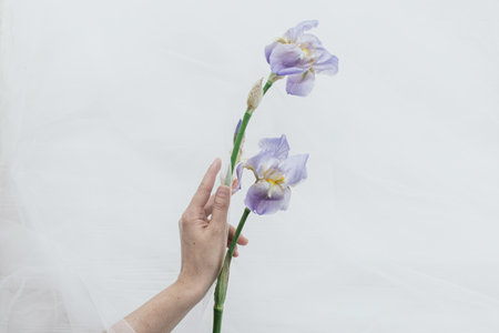 Hand holding tender iris flower under tulle fabric on white wooden background, top view with copy space. Beautiful spring aesthetics. Soft floral greeting card. Blue iris flowerの写真素材