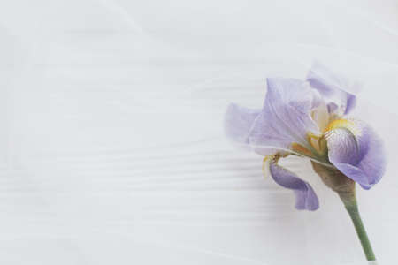 Beautiful tender iris flower under tulle fabric on white wooden background, petals close up, copy space. Soft floral greeting card. Blue iris flowerの写真素材