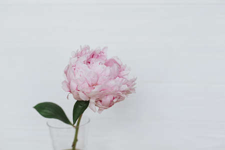 Beautiful peony in glass vase on white wooden background, copy space. Happy Mothers day. Womens day. Big pink peony flower in roomの写真素材