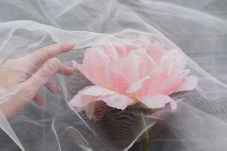 Beautiful spring aesthetics. Hand holding tender peony flower under tulle fabric on dark wooden background, top view with copy space. Soft creative floral greeting card. Pink peonyの写真素材