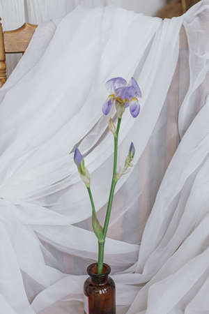Beautiful iris blue flower in retro glass bottle on background of white fabric in rustic room. Tender aesthetic floral image, simple flower. Iris flower stemの写真素材