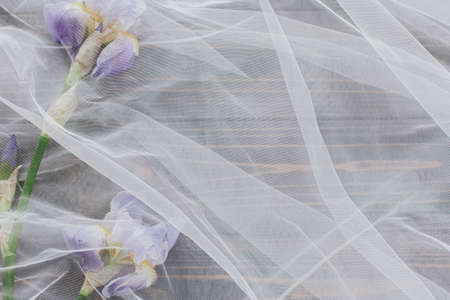 Beautiful tender iris flower under tulle fabric on dark wooden background, copy space. Spring Aesthetics. Soft floral greeting card. Blue iris flowerの写真素材