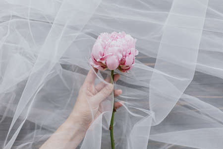 Beautiful spring aesthetics. Hand holding tender peony flower under tulle fabric on dark wooden background, top view with copy space. Soft creative floral greeting card. Pink peonyの写真素材